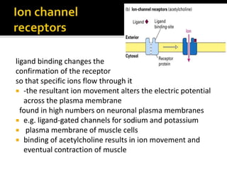 ligand binding changes the
confirmation of the receptor
so that specific ions flow through it
 -the resultant ion movement alters the electric potential
across the plasma membrane
found in high numbers on neuronal plasma membranes
 e.g. ligand-gated channels for sodium and potassium
 plasma membrane of muscle cells
 binding of acetylcholine results in ion movement and
eventual contraction of muscle
 