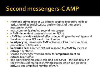  Hormone stimulation of Gs protein-coupled receptors leads to
activation of adenylyl cyclase and synthesis of the second
messenger cAMP
 most commonly studied second messenger
 (cAMP-dependent protein kinases or PKAs)
 cAMP has a wide variety of effects depending on the cell type and
the downstream PKAs and other kinases
 In adipocytes, increased cAMP activates a PKA that stimulates
production of fatty acids
 In ovarian cells another PKA will respond to cAMP by increase
estrogen synthesis
 second messenger systems allow for amplification of an
extracellular signal
 one epinephine molecule can bind one GPCR – this can result in
the synthesis of multiple cAMP molecules which can go on to
activate and amplified number of PKAs
 