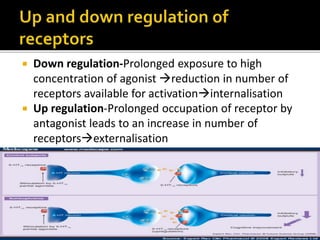  Down regulation-Prolonged exposure to high
concentration of agonist reduction in number of
receptors available for activationinternalisation
 Up regulation-Prolonged occupation of receptor by
antagonist leads to an increase in number of
receptorsexternalisation
 