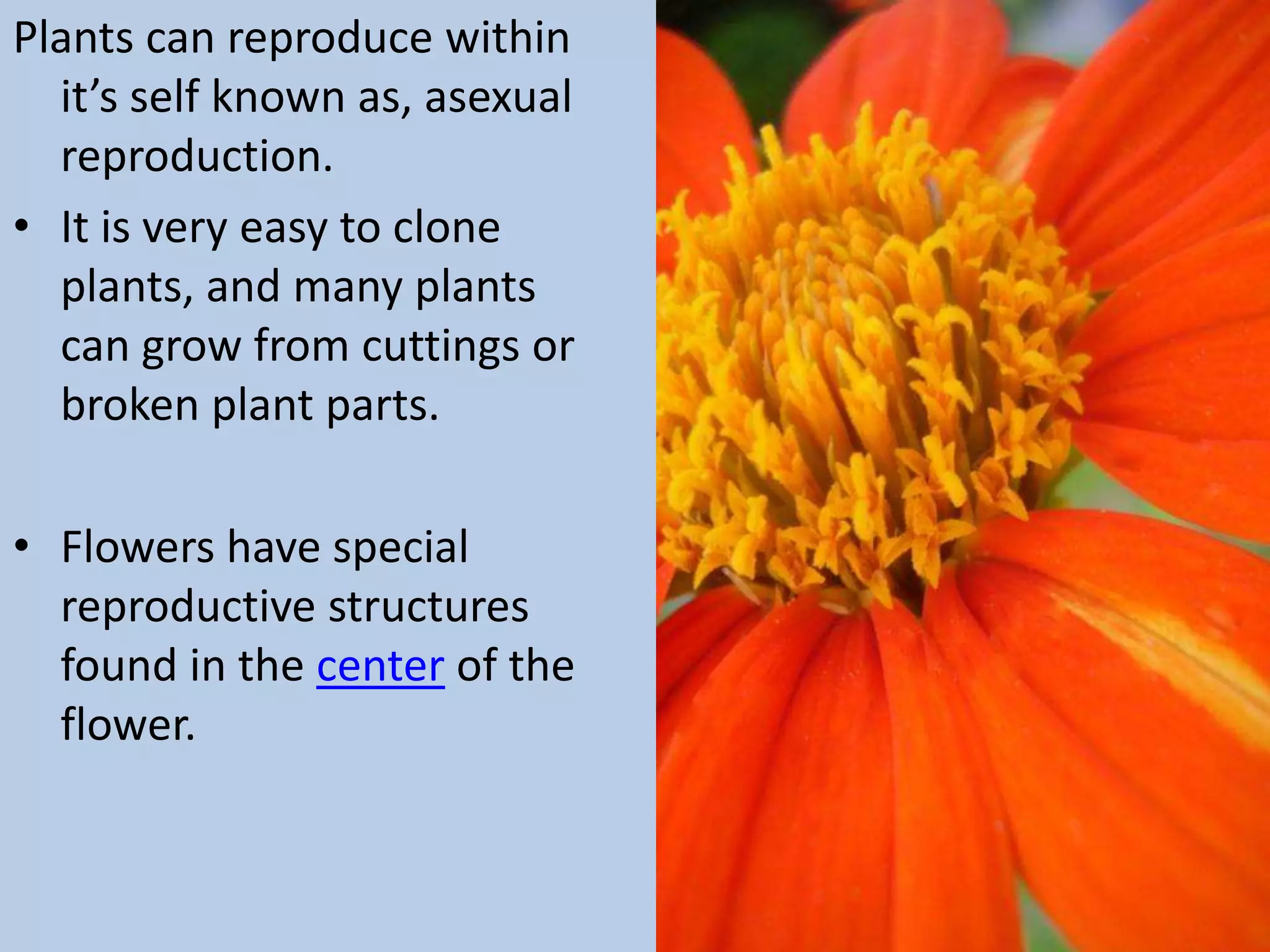 Plants can reproduce within
  it’s self known as, asexual
  reproduction.
• It is very easy to clone
  plants, and many plants
  can grow from cuttings or
  broken plant parts.

• Flowers have special
  reproductive structures
  found in the center of the
  flower.
 