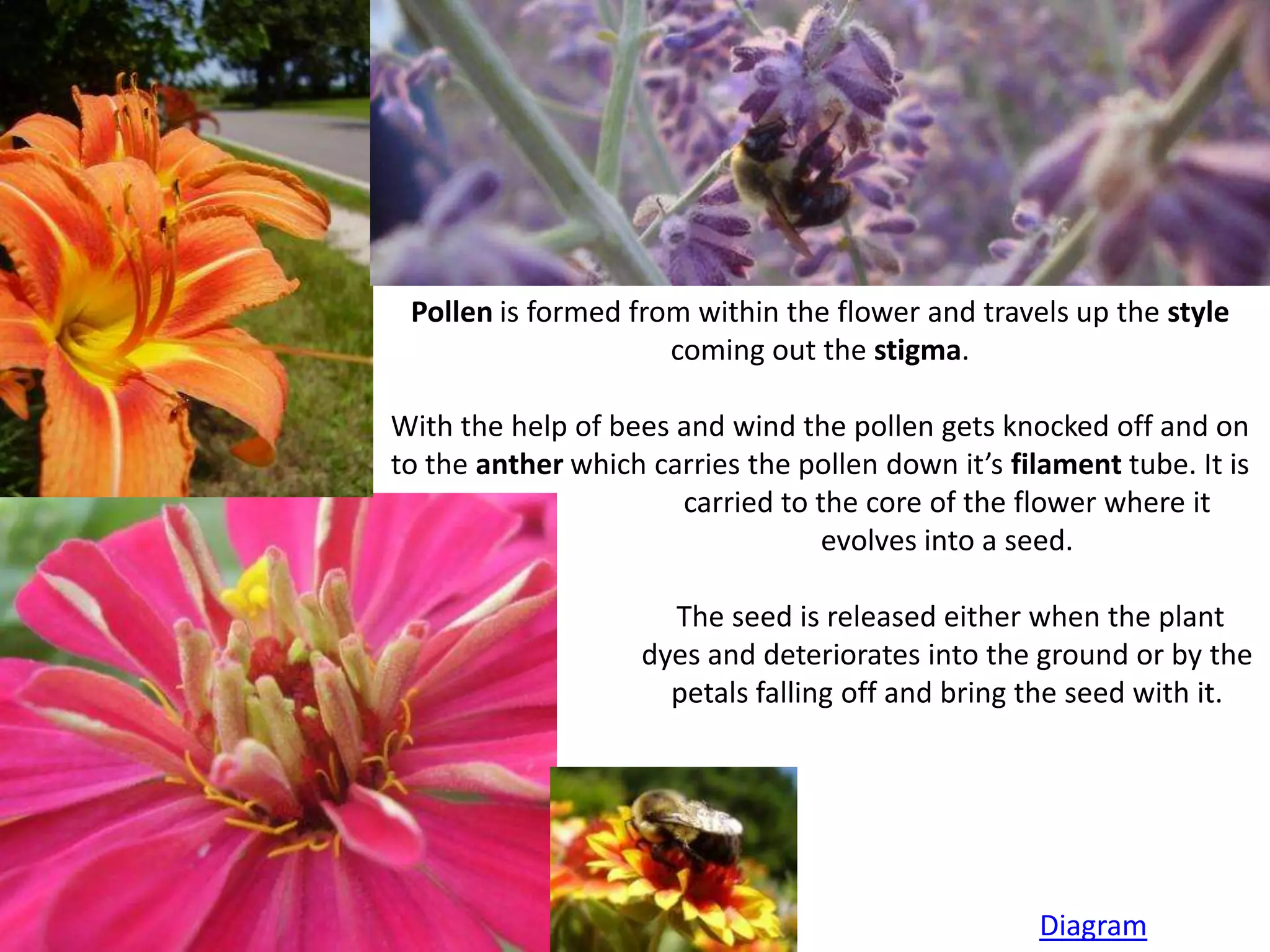 Pollen is formed from within the flower and travels up the style
                     coming out the stigma.

With the help of bees and wind the pollen gets knocked off and on
to the anther which carries the pollen down it’s filament tube. It is
                      carried to the core of the flower where it
                                  evolves into a seed.

                      The seed is released either when the plant
                    dyes and deteriorates into the ground or by the
                      petals falling off and bring the seed with it.




                                                    Diagram
 