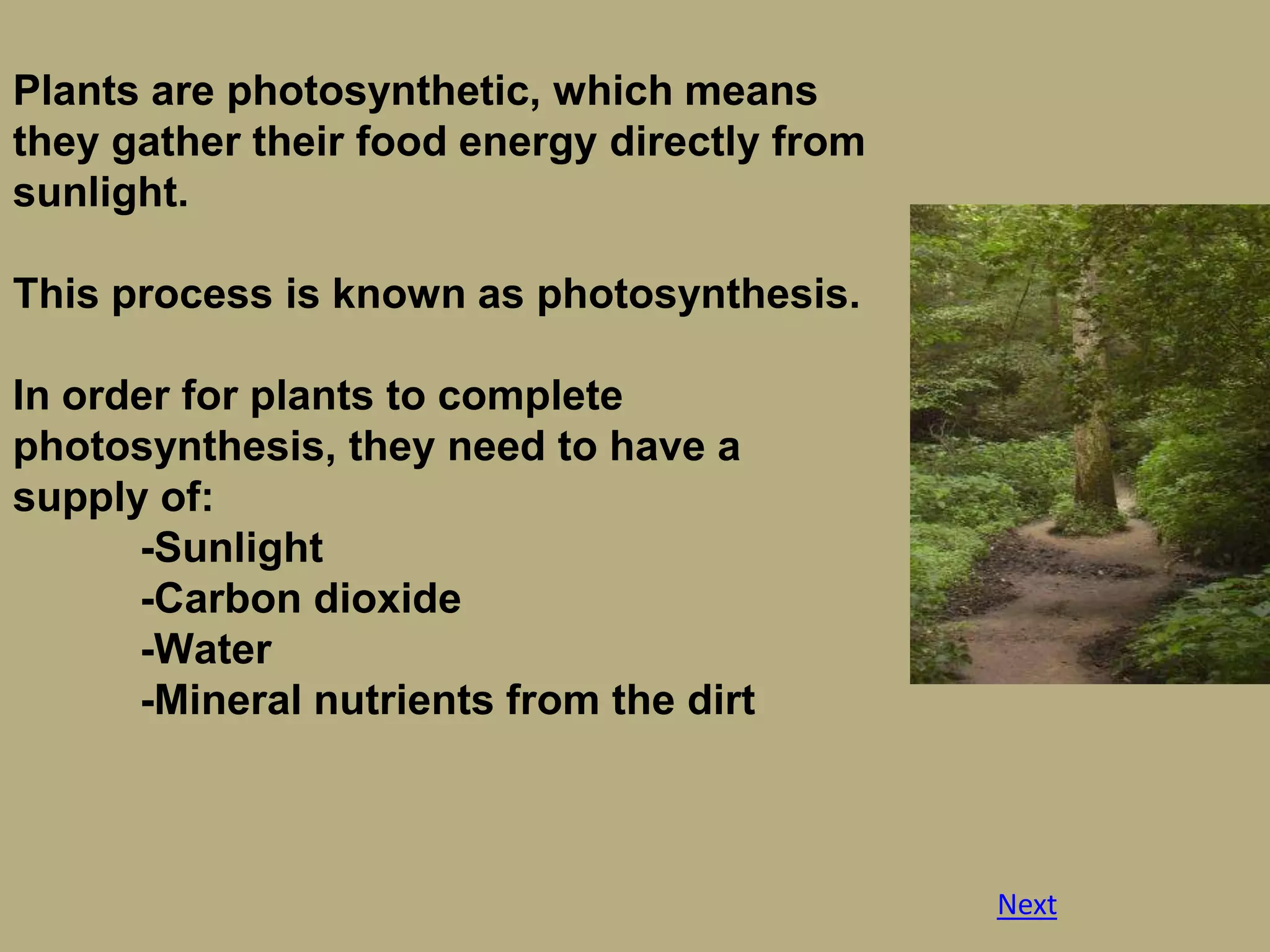 Plants are photosynthetic, which means
they gather their food energy directly from
sunlight.

This process is known as photosynthesis.

In order for plants to complete
photosynthesis, they need to have a
supply of:
      -Sunlight
      -Carbon dioxide
      -Water
      -Mineral nutrients from the dirt



                                              Next
 