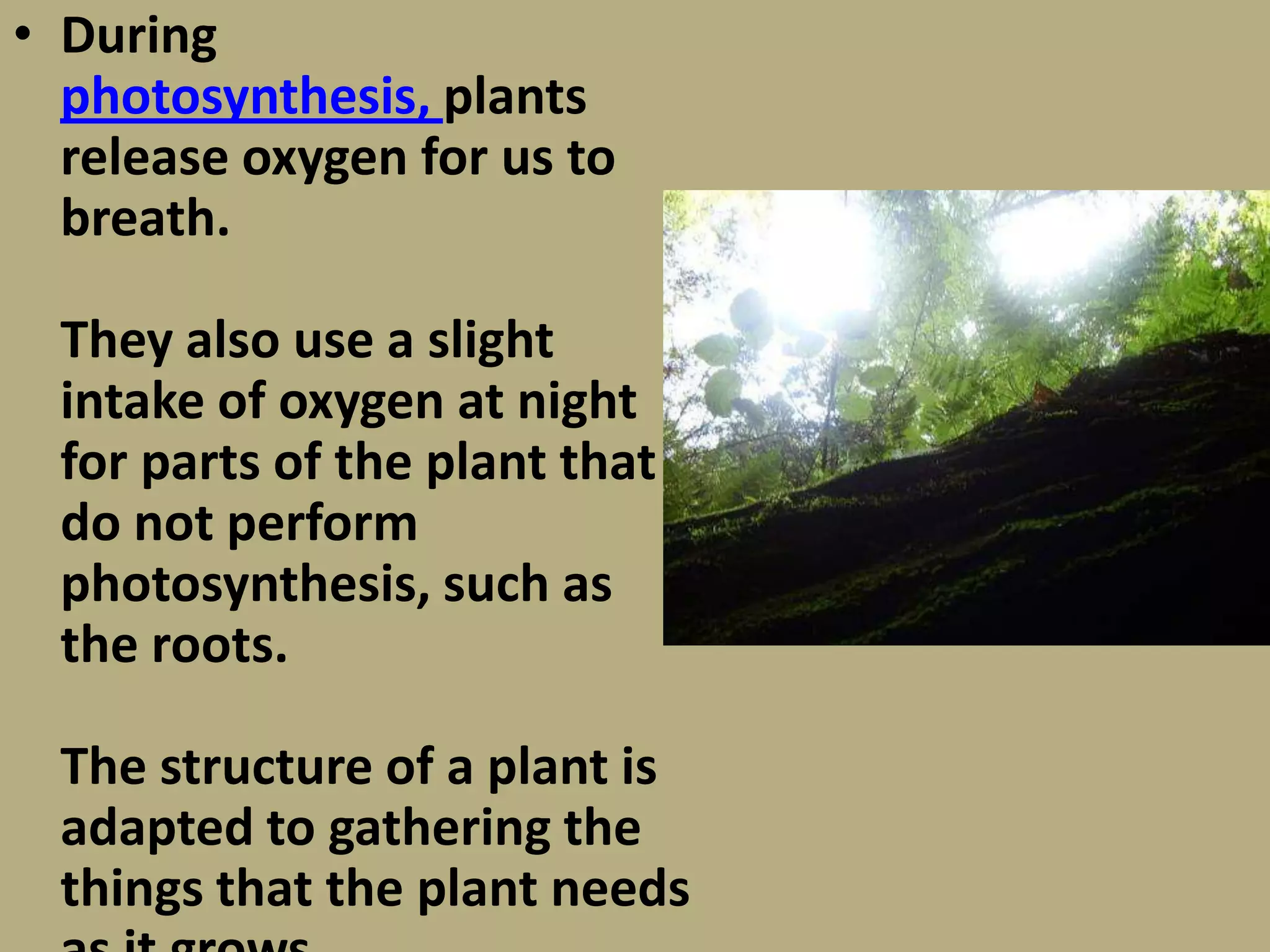 • During
  photosynthesis, plants
  release oxygen for us to
  breath.

  They also use a slight
  intake of oxygen at night
  for parts of the plant that
  do not perform
  photosynthesis, such as
  the roots.

  The structure of a plant is
  adapted to gathering the
  things that the plant needs
 