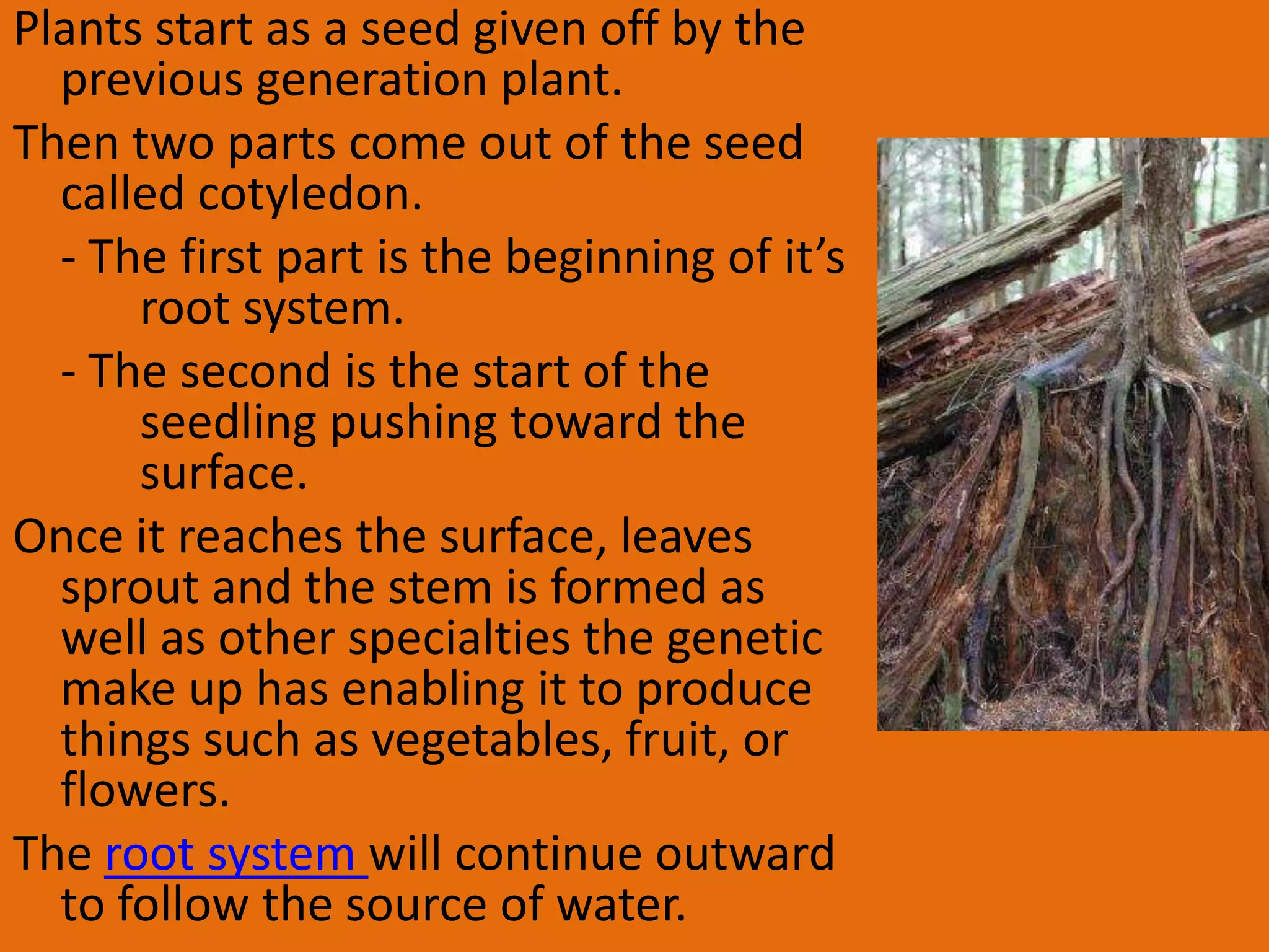 Plants start as a seed given off by the
  previous generation plant.
Then two parts come out of the seed
  called cotyledon.
  - The first part is the beginning of it’s
      root system.
  - The second is the start of the
      seedling pushing toward the
      surface.
Once it reaches the surface, leaves
  sprout and the stem is formed as
  well as other specialties the genetic
  make up has enabling it to produce
  things such as vegetables, fruit, or
  flowers.
The root system will continue outward
  to follow the source of water.
 