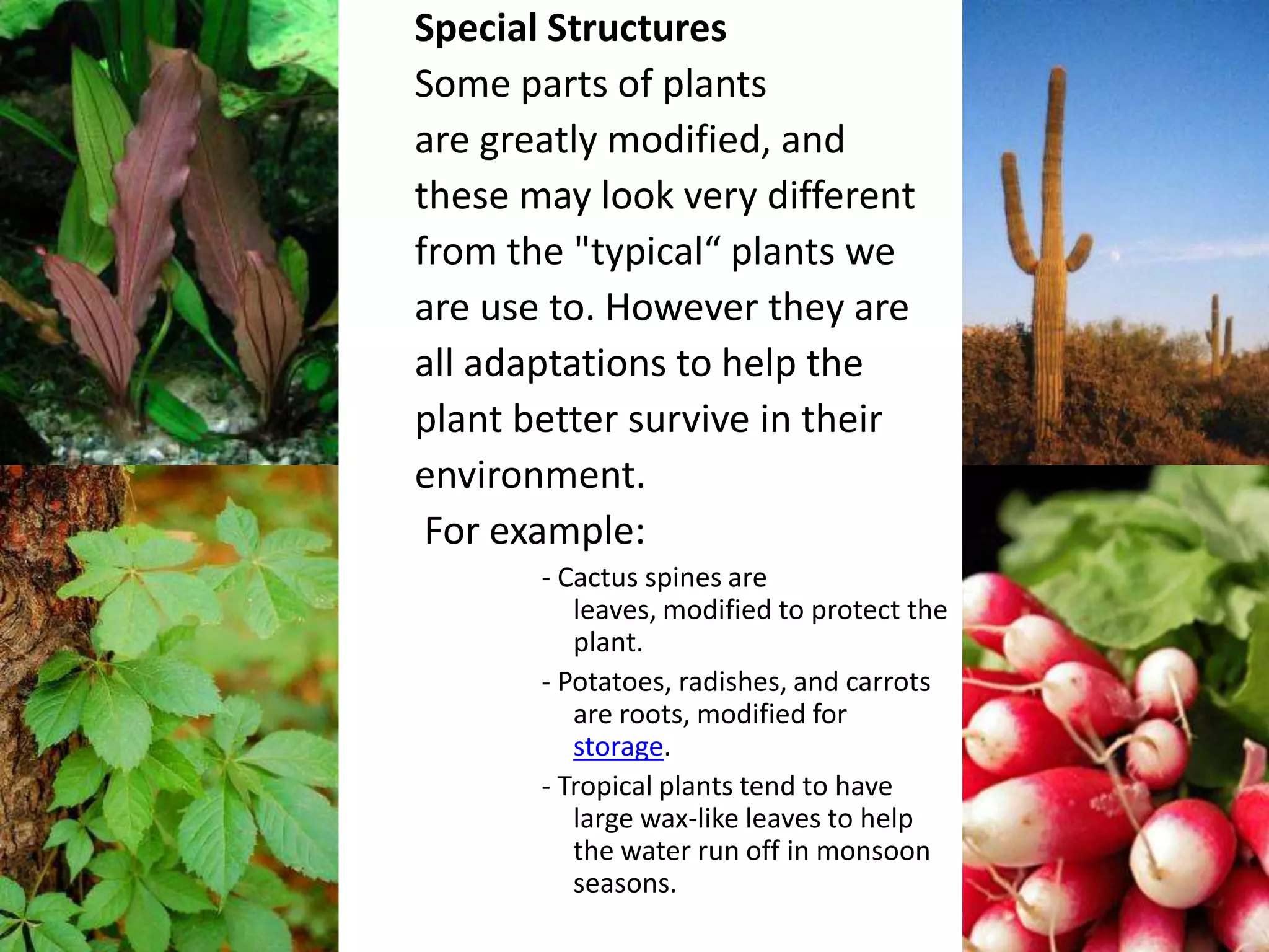 Special Structures
Some parts of plants
are greatly modified, and
these may look very different
from the "typical“ plants we
are use to. However they are
all adaptations to help the
plant better survive in their
environment.
 For example:
       - Cactus spines are
          leaves, modified to protect the
          plant.
       - Potatoes, radishes, and carrots
          are roots, modified for
          storage.
       - Tropical plants tend to have
          large wax-like leaves to help
          the water run off in monsoon
          seasons.
 
