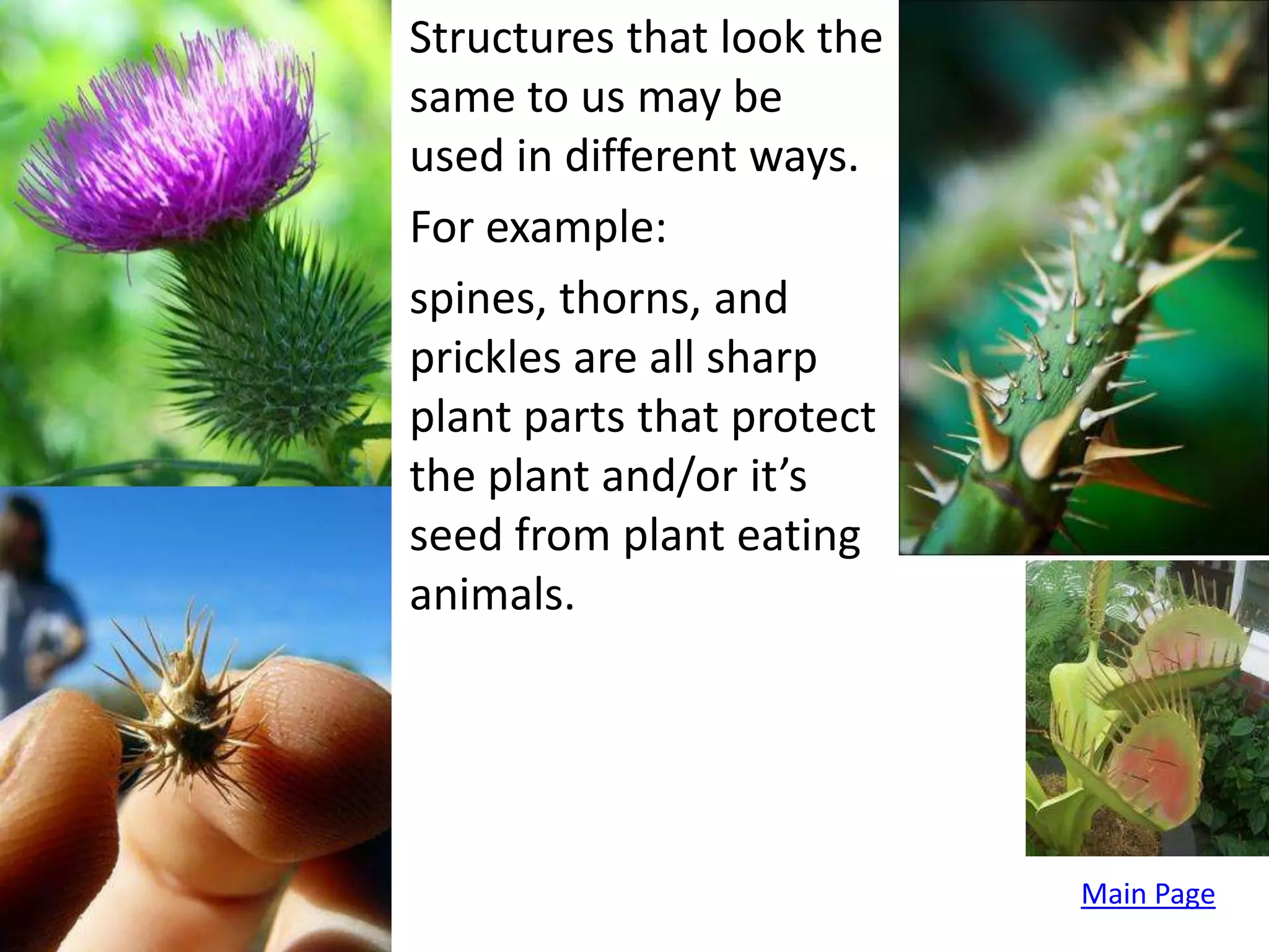 Structures that look the
same to us may be
used in different ways.
For example:
spines, thorns, and
prickles are all sharp
plant parts that protect
the plant and/or it’s
seed from plant eating
animals.




                           Main Page
 
