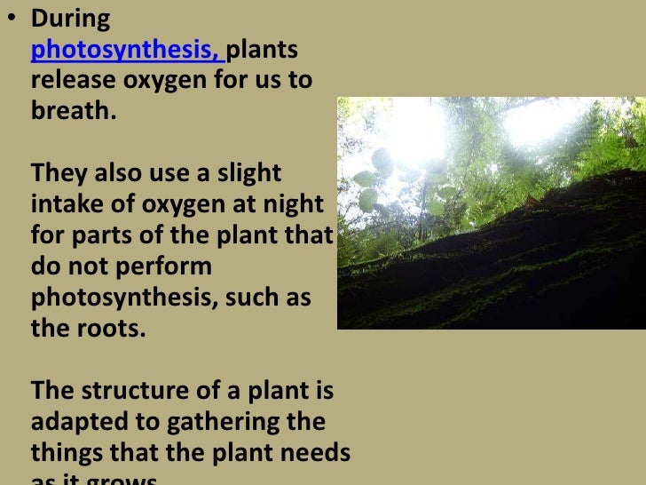The Growth of Plants