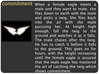 commitment When a female eagle meets a 
male and they want to mate, she 
flies down to earth with the male 
and picks a twig. She flies back 
into the air with the male 
pursuing her. At height high 
enough, fall the twig to the 
ground and watches it as it falls. 
The male chases after the twig. 
He has to catch it before it falls 
to the ground. This goes on for 
hours, with the height increasing 
until the female eagle is assured 
that the male eagle has mastered 
the art of catching the twig which 
shows commitment. 
 