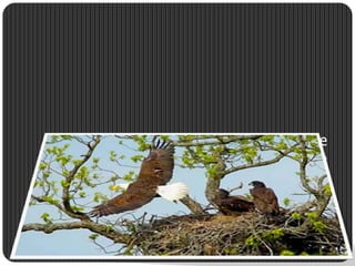 Eagle builds her nest far above the 
tops of the trees in the cliffs, where 
no man or animal can reach her 
young. When they are ready to learn 
fly push them from the edge of the 
rocks to make them fly as Struggle is 
the strength 
 