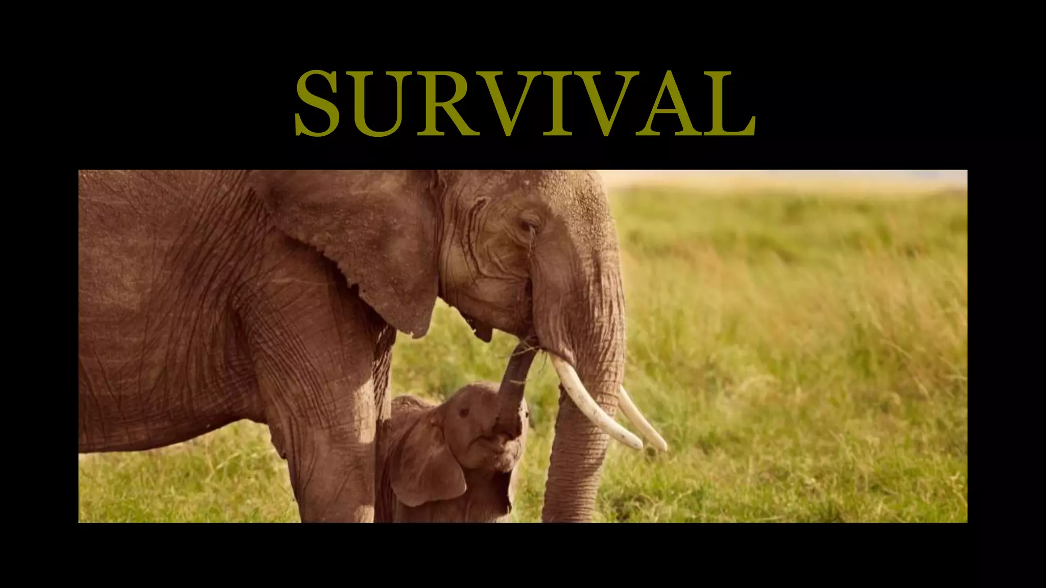 SURVIVAL
 