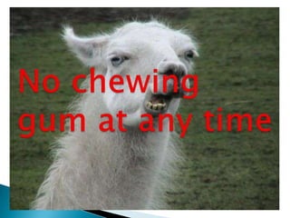 No chewing gum at any time