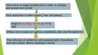 Virus starts to target lymphocytes in order to multiply
and spread even further
Viral replication in other organs [ liver and spleen]
Stage of secondary viremia at 14-16
days
Diffuse viral invasion of capillary endothelial cells and the epidermis
Viral infection of epidermal cells produces both intracellular
and intercellular edema resulting in vesicle
 