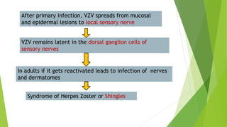 After primary infection, VZV spreads from mucosal
and epidermal lesions to local sensory nerve
VZV remains latent in the dorsal ganglion cells of
sensory nerves
In adults if it gets reactivated leads to infection of nerves
and dermatomes
Syndrome of Herpes Zoster or Shingles
 