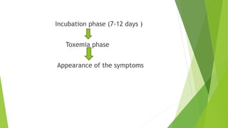 Incubation phase (7-12 days )
Toxemia phase
Appearance of the symptoms
 