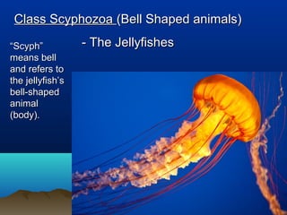 Class ScyphozoaClass Scyphozoa (Bell Shaped animals)(Bell Shaped animals)
- The Jellyfishes- The Jellyfishes““Scyph”Scyph”
means bellmeans bell
and refers toand refers to
the jellyfish’sthe jellyfish’s
bell-shapedbell-shaped
animalanimal
(body).(body).
 