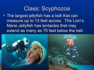 Class: ScyphozoaClass: Scyphozoa
• The largest jellyfish has a bell that canThe largest jellyfish has a bell that can
measure up to 13 feet across. The Lion’smeasure up to 13 feet across. The Lion’s
Mane Jellyfish has tentacles that mayMane Jellyfish has tentacles that may
extend as many as 75 feet below the bell.extend as many as 75 feet below the bell.
 