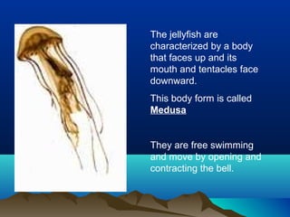 The jellyfish are
characterized by a body
that faces up and its
mouth and tentacles face
downward.
This body form is called
Medusa
They are free swimming
and move by opening and
contracting the bell.
 