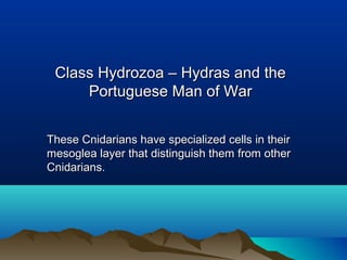 Class Hydrozoa – Hydras and theClass Hydrozoa – Hydras and the
Portuguese Man of WarPortuguese Man of War
These Cnidarians have specialized cells in theirThese Cnidarians have specialized cells in their
mesoglea layer that distinguish them from othermesoglea layer that distinguish them from other
Cnidarians.Cnidarians.
 