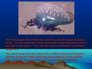 This Portuguese Man-of-War was carried up onto the beach by heavyThis Portuguese Man-of-War was carried up onto the beach by heavy
winds. It is not uncommon during such times to see thousands of themwinds. It is not uncommon during such times to see thousands of them
stranded on the beach. They can still sting and should be consideredstranded on the beach. They can still sting and should be considered
dangerous.dangerous.
The name comes from the colors of the uniforms worn by PortugueseThe name comes from the colors of the uniforms worn by Portuguese
marines during the 1500’s when they were sailing to South America.marines during the 1500’s when they were sailing to South America.
They wore pink and purple and must have appeared dreadfullyThey wore pink and purple and must have appeared dreadfully
fearsome adorned in such colors!fearsome adorned in such colors!
 