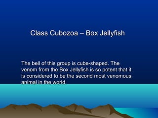 Class Cubozoa – Box JellyfishClass Cubozoa – Box Jellyfish
The bell of this group is cube-shaped. TheThe bell of this group is cube-shaped. The
venom from the Box Jellyfish is so potent that itvenom from the Box Jellyfish is so potent that it
is considered to be the second most venomousis considered to be the second most venomous
animal in the world.animal in the world.
 