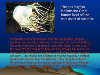 The box jellyfishThe box jellyfish
inhabits the Greatinhabits the Great
Barrier Reef off theBarrier Reef off the
east coast of Australia.east coast of Australia.
Lifeguards protect themselves from the box jellyfish’ sting byLifeguards protect themselves from the box jellyfish’ sting by
wearing two pairs of panty hose. One is put on over their bathingwearing two pairs of panty hose. One is put on over their bathing
suit and the second is slipped on over their head. A hole is cut insuit and the second is slipped on over their head. A hole is cut in
the crotch for the lifeguard’s head to stick through and his or herthe crotch for the lifeguard’s head to stick through and his or her
arms go into the legs. The feet are cut off of the hose and glovesarms go into the legs. The feet are cut off of the hose and gloves
are worn. The reason it is effective is that the box jelly’s stingingare worn. The reason it is effective is that the box jelly’s stinging
threads are shorter than the diameter of the panty hose fibers.threads are shorter than the diameter of the panty hose fibers.
Even if the cnidocytes fire and the stinging threads are released,Even if the cnidocytes fire and the stinging threads are released,
they cannot penetrate the lifeguard’s skin to inject their venom.they cannot penetrate the lifeguard’s skin to inject their venom.
 