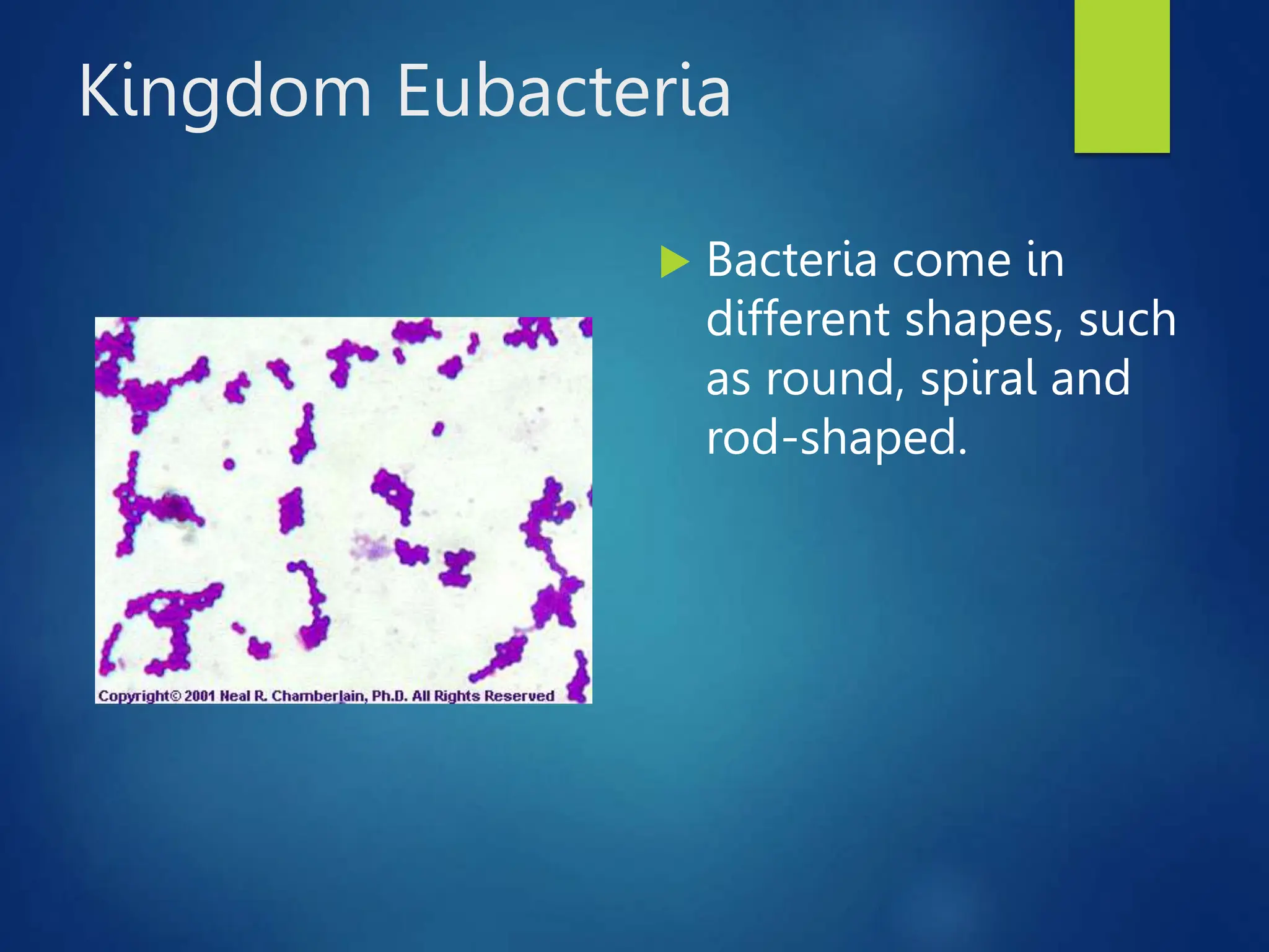 Kingdom Eubacteria
 Bacteria come in
different shapes, such
as round, spiral and
rod-shaped.
 