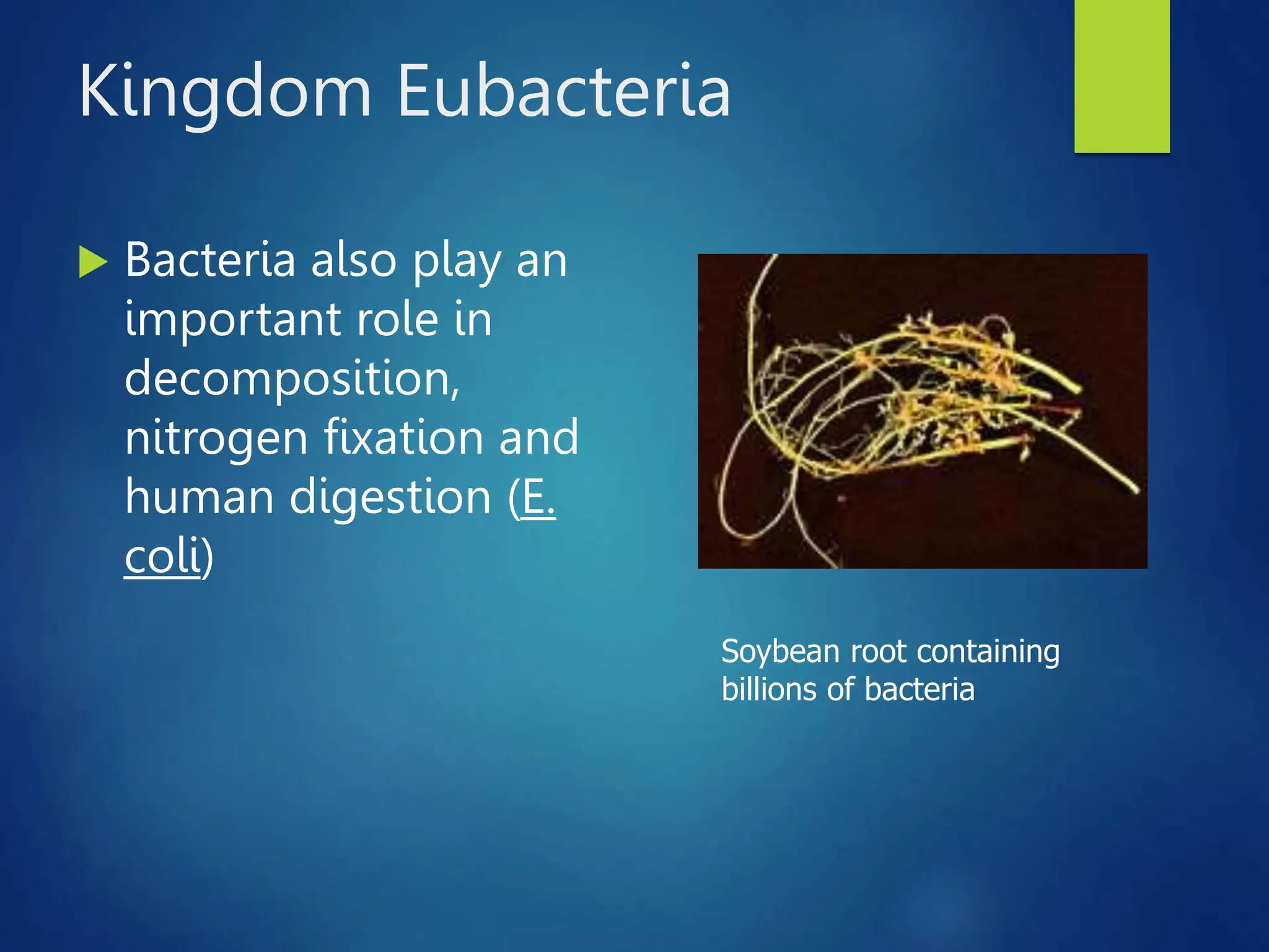 Kingdom Eubacteria
 Bacteria also play an
important role in
decomposition,
nitrogen fixation and
human digestion (E.
coli)
Soybean root containing
billions of bacteria
 