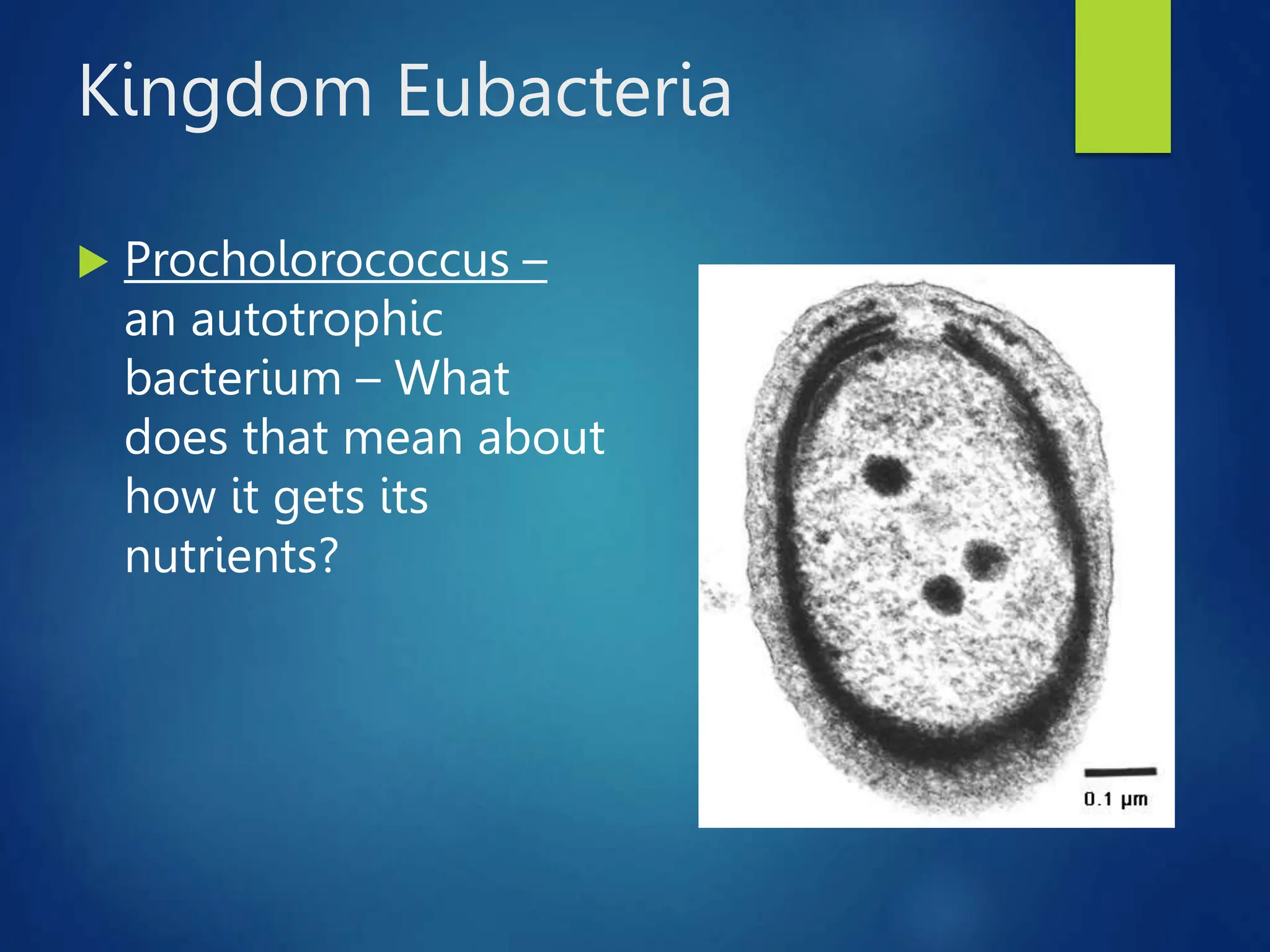Kingdom Eubacteria
 Procholorococcus –
an autotrophic
bacterium – What
does that mean about
how it gets its
nutrients?
 