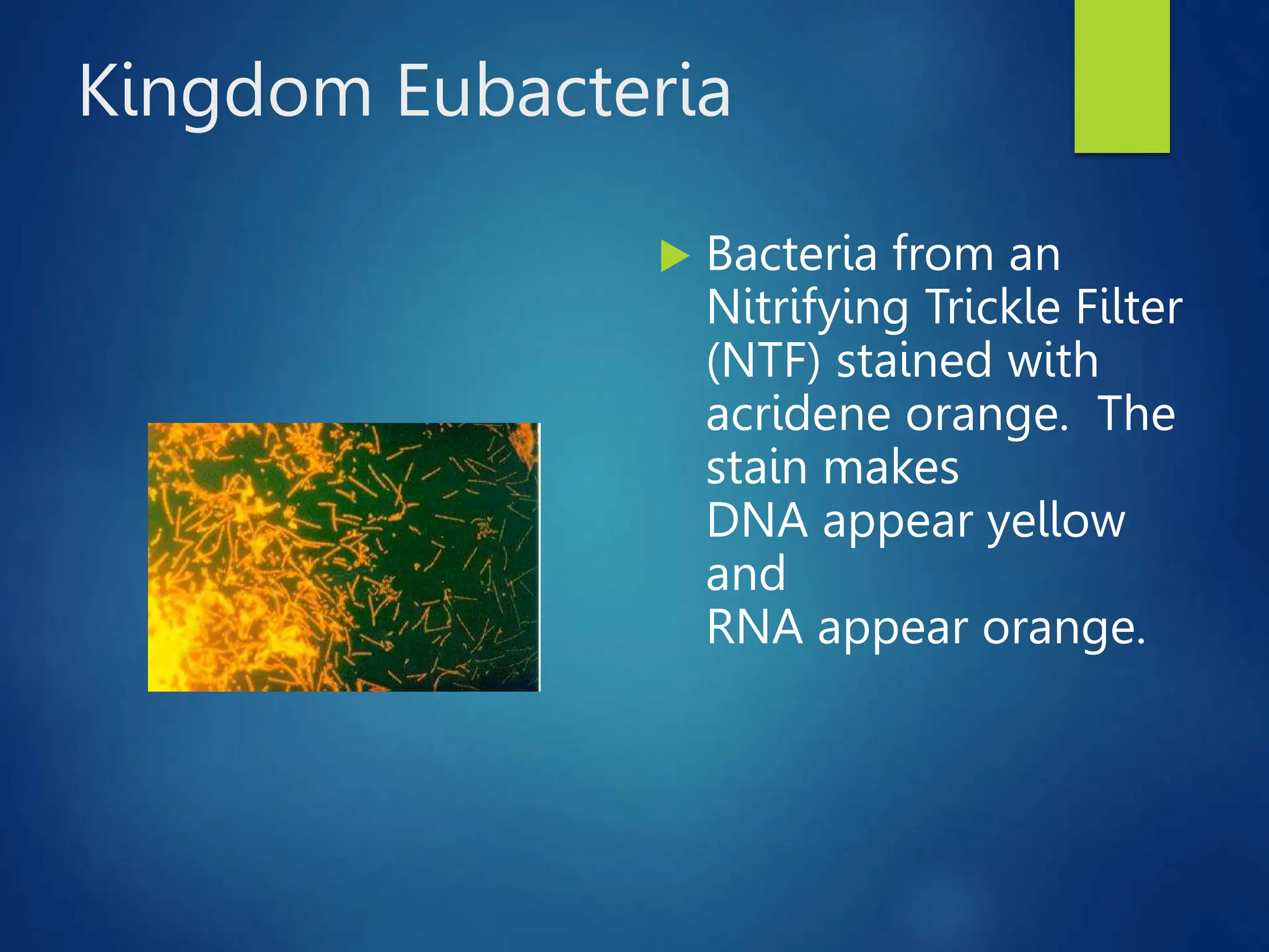 Kingdom Eubacteria
 Bacteria from an
Nitrifying Trickle Filter
(NTF) stained with
acridene orange. The
stain makes
DNA appear yellow
and
RNA appear orange.
 