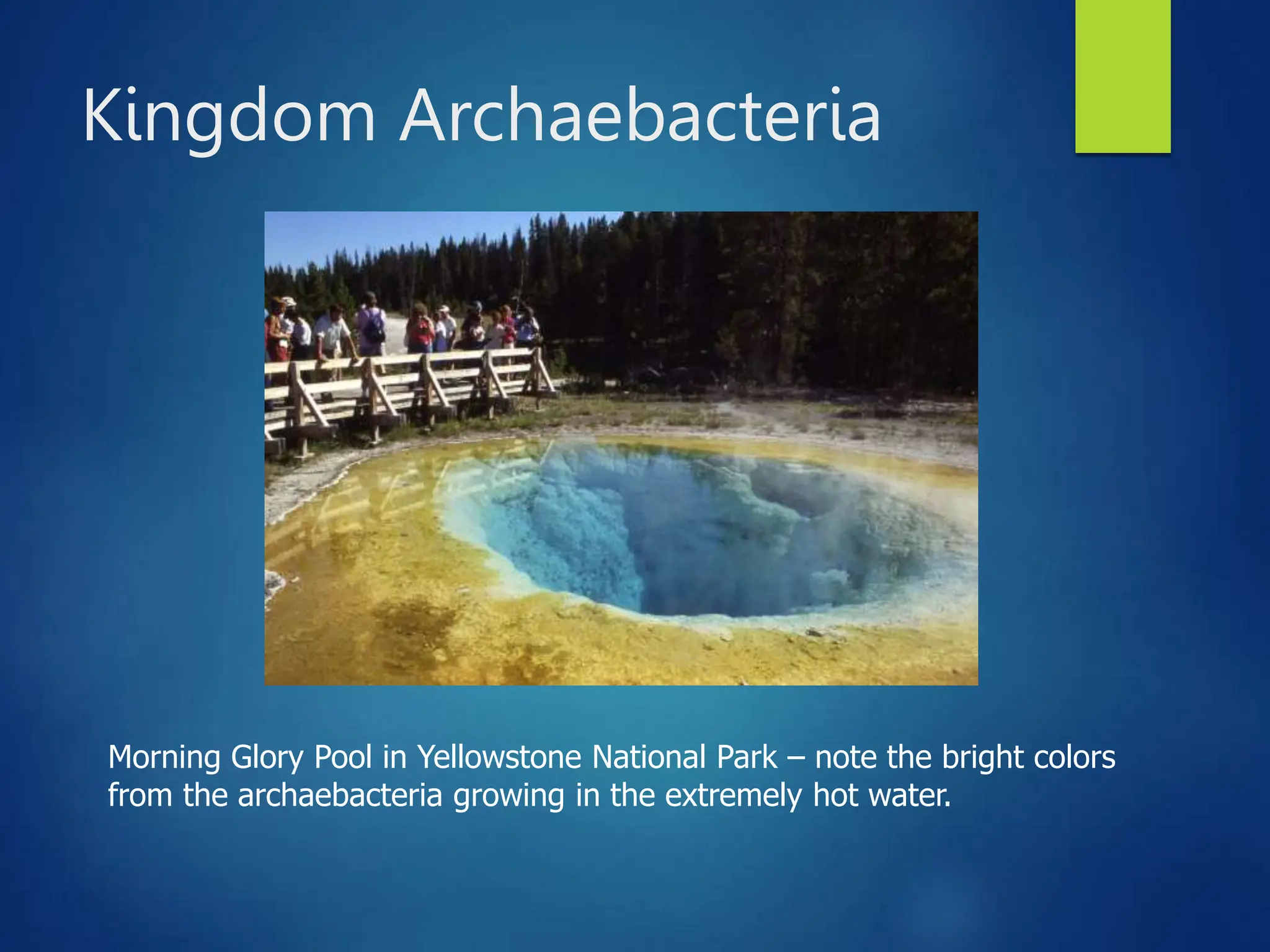 Kingdom Archaebacteria
Morning Glory Pool in Yellowstone National Park – note the bright colors
from the archaebacteria growing in the extremely hot water.
 