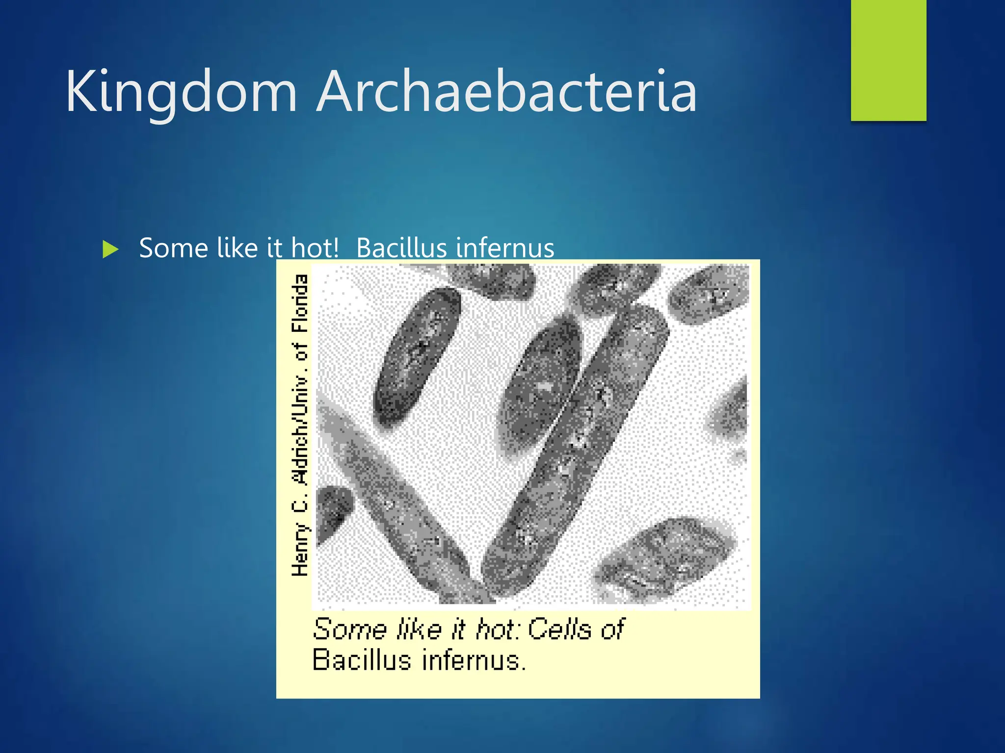 Kingdom Archaebacteria
 Some like it hot! Bacillus infernus
 