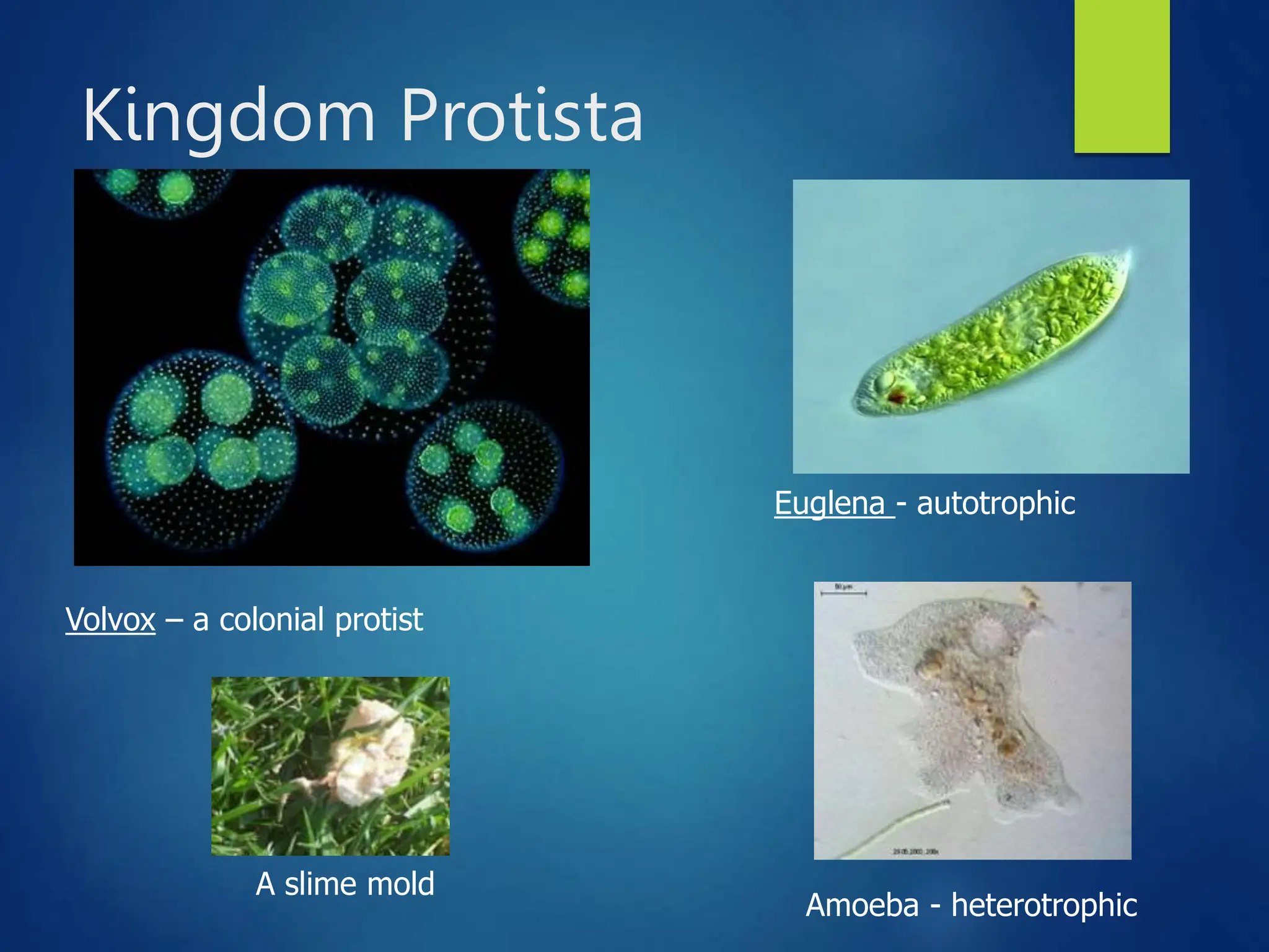 Kingdom Protista
Volvox – a colonial protist
Euglena - autotrophic
A slime mold
Amoeba - heterotrophic
 