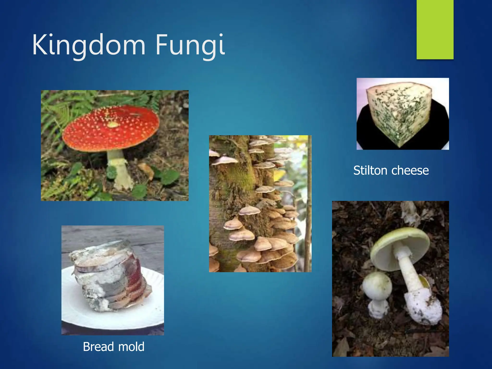 Kingdom Fungi
Stilton cheese
Bread mold
 