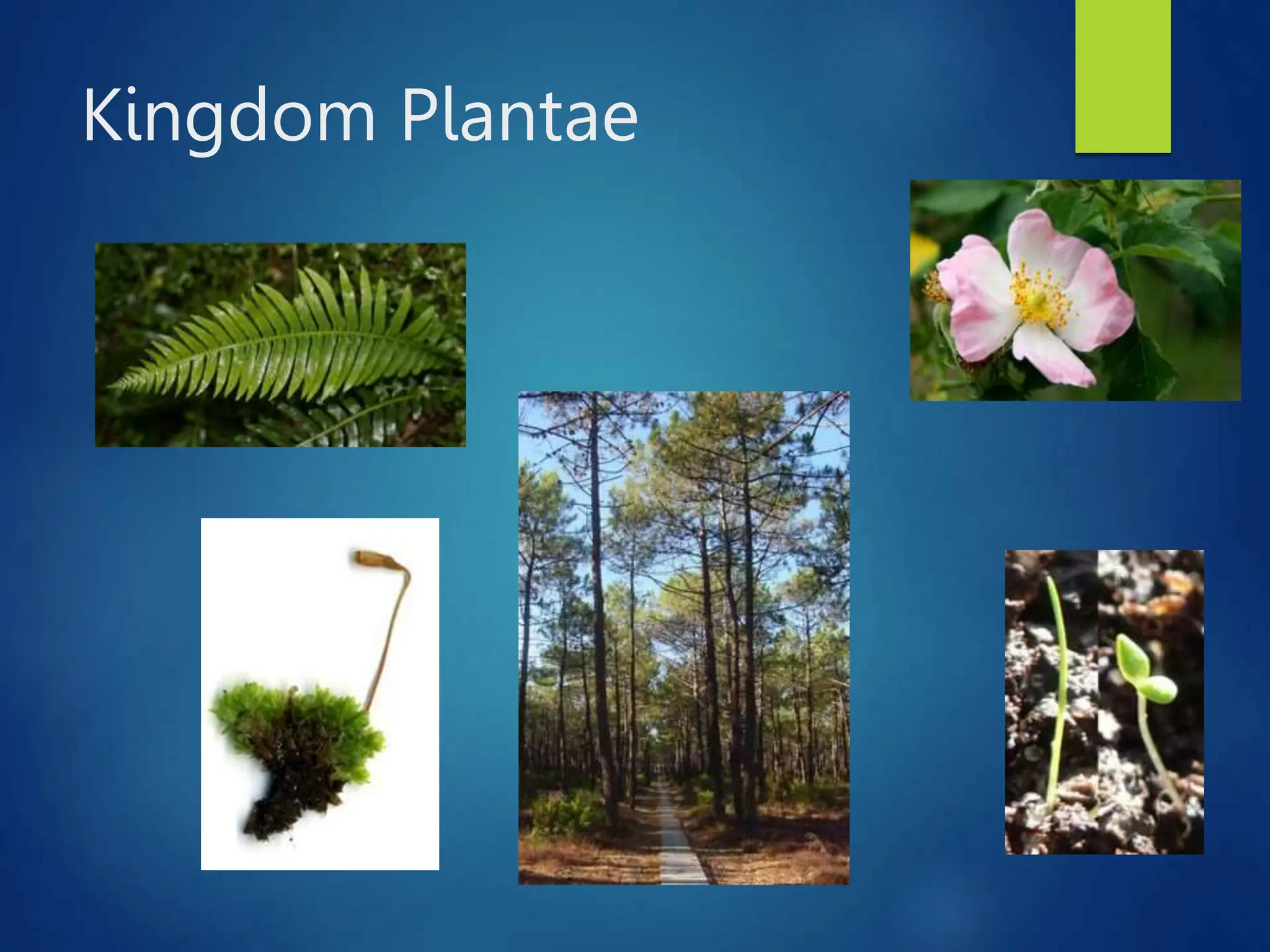 Kingdom Plantae
 