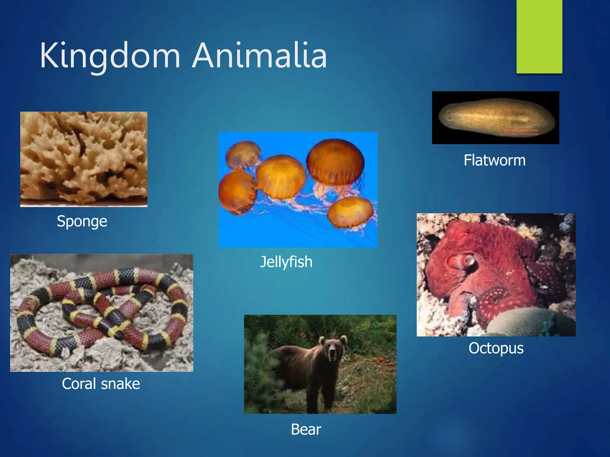 Kingdom Animalia
Coral snake
Sponge
Flatworm
Octopus
Jellyfish
Bear
 