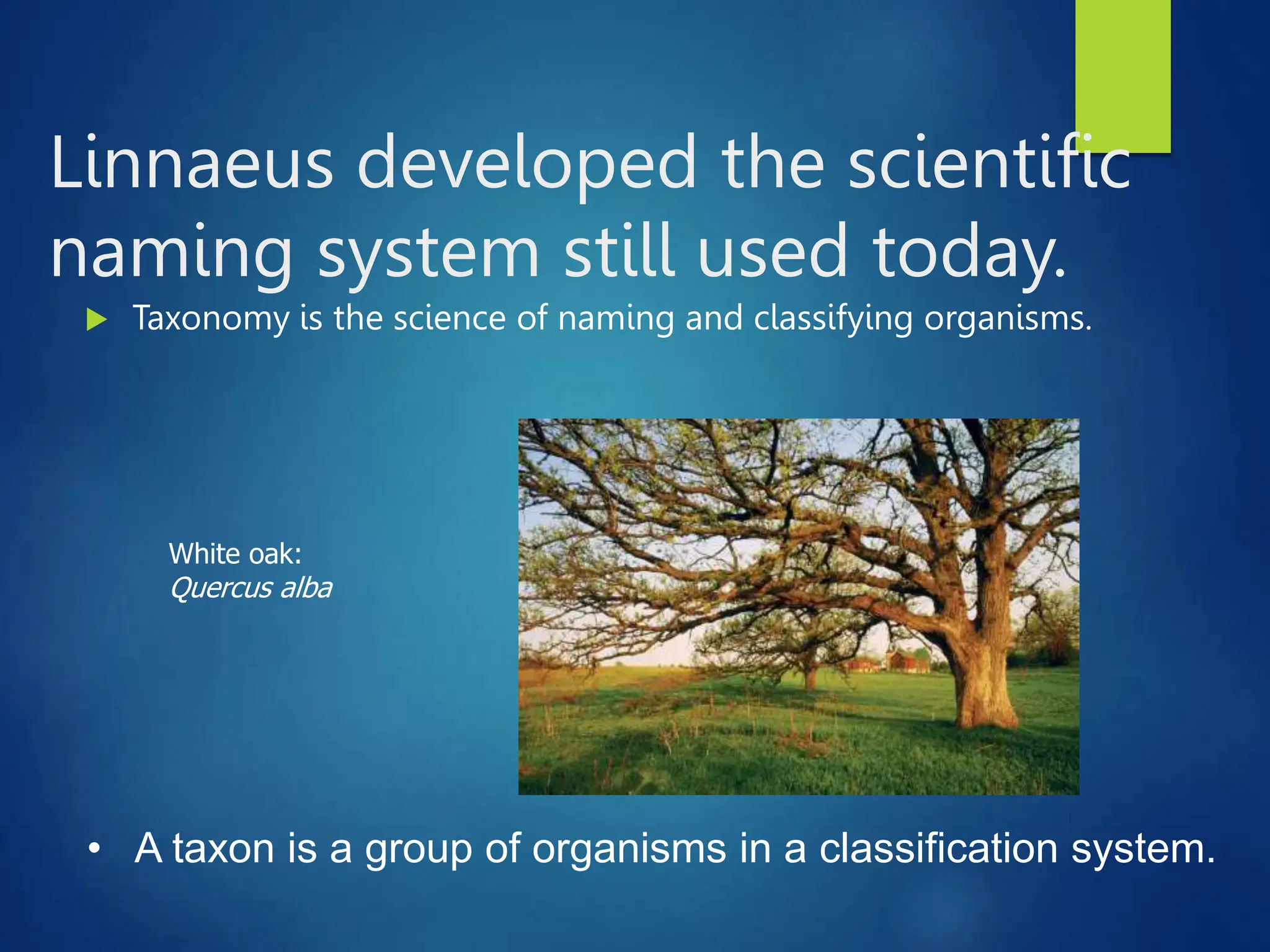 Linnaeus developed the scientific
naming system still used today.
 Taxonomy is the science of naming and classifying organisms.
• A taxon is a group of organisms in a classification system.
White oak:
Quercus alba
 
