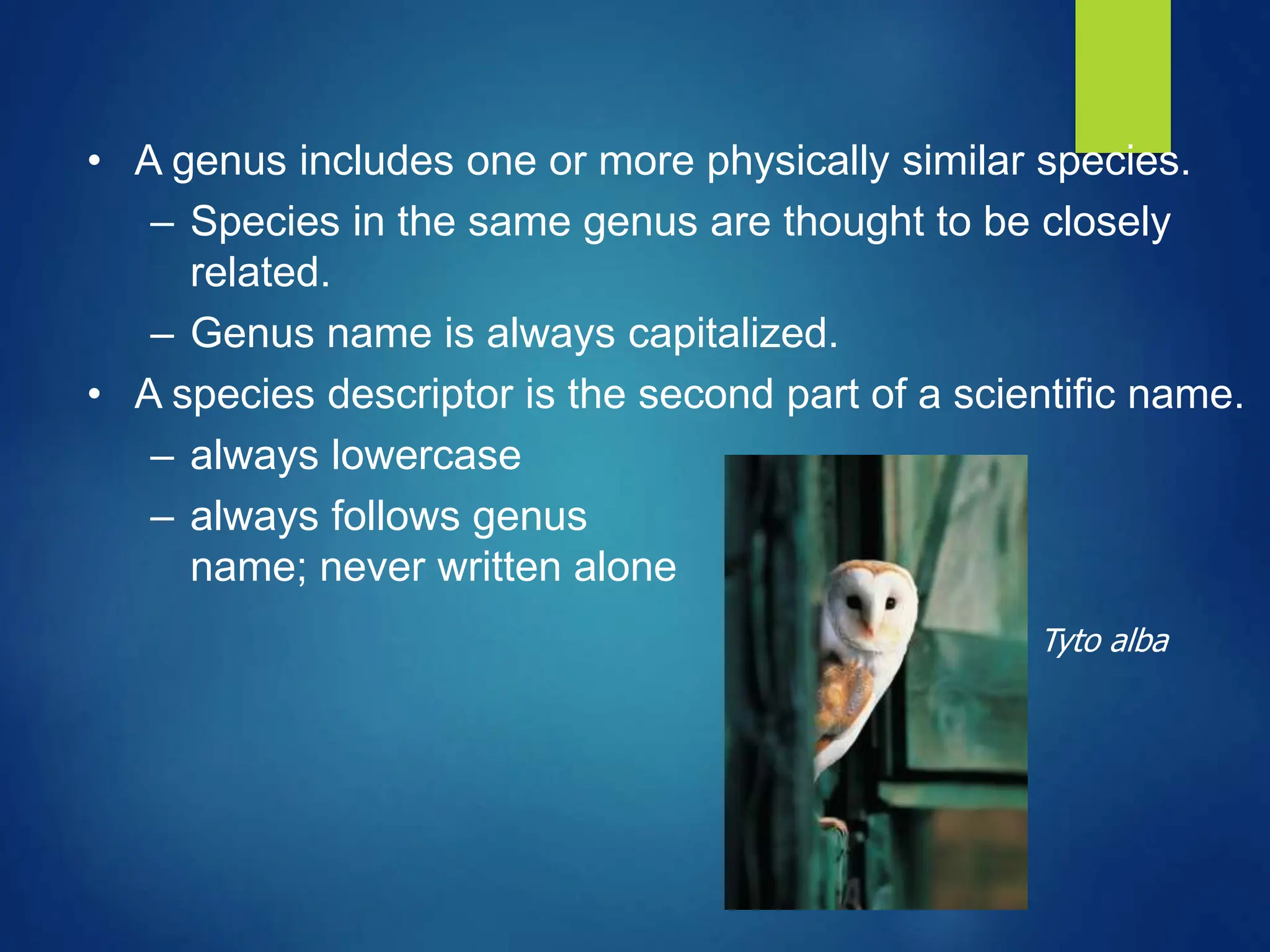 • A genus includes one or more physically similar species.
– Species in the same genus are thought to be closely
related.
– Genus name is always capitalized.
• A species descriptor is the second part of a scientific name.
– always lowercase
– always follows genus
name; never written alone
Tyto alba
 