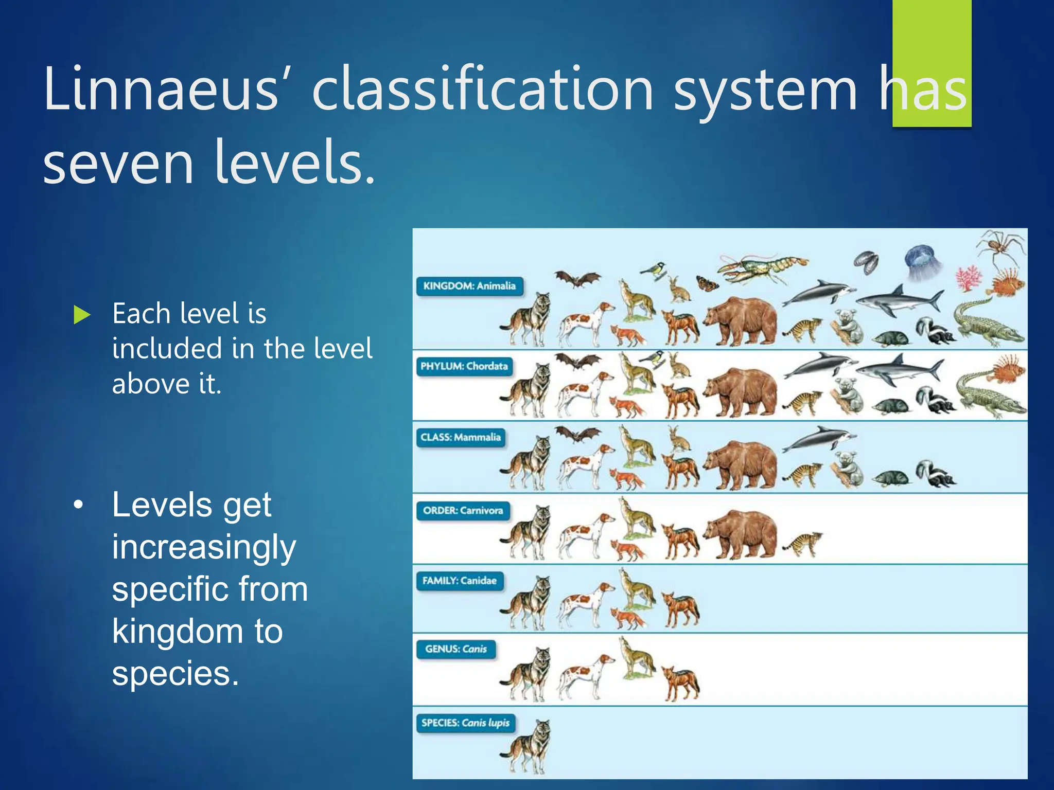 Linnaeus’ classification system has
seven levels.
 Each level is
included in the level
above it.
• Levels get
increasingly
specific from
kingdom to
species.
 