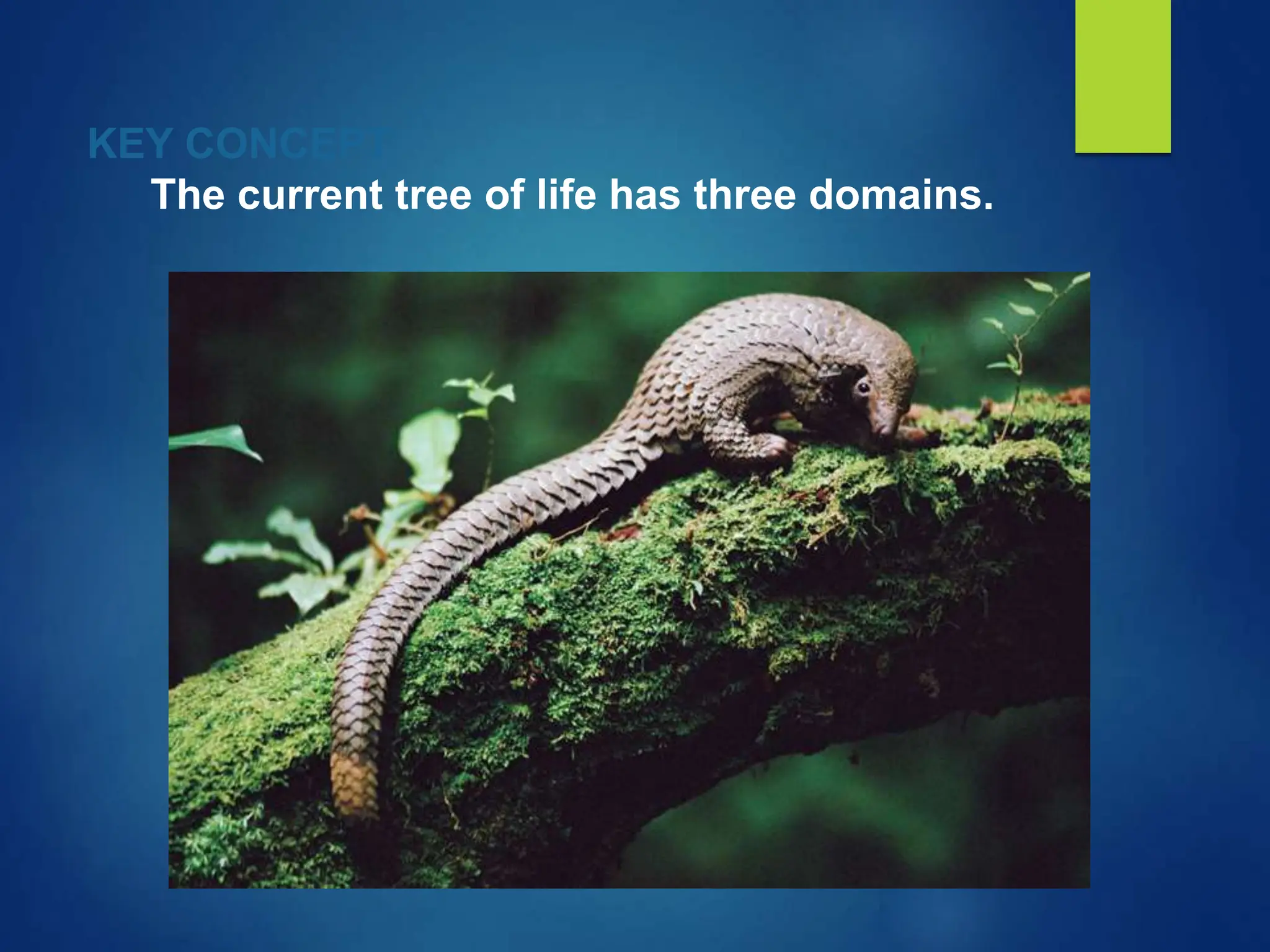 KEY CONCEPT
The current tree of life has three domains.
 