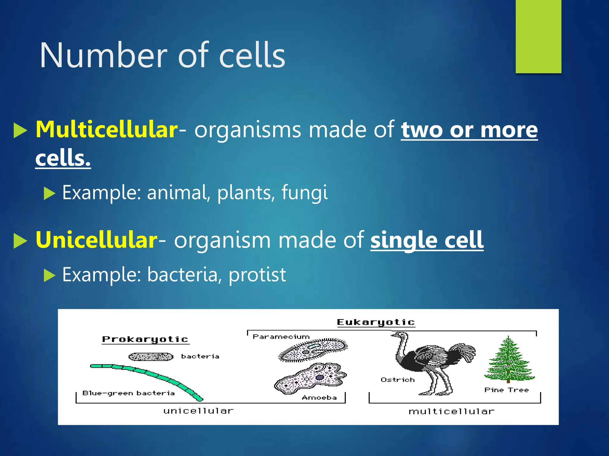 Number of cells
 Multicellular- organisms made of two or more
cells.
 Example: animal, plants, fungi
 Unicellular- organism made of single cell
 Example: bacteria, protist
 