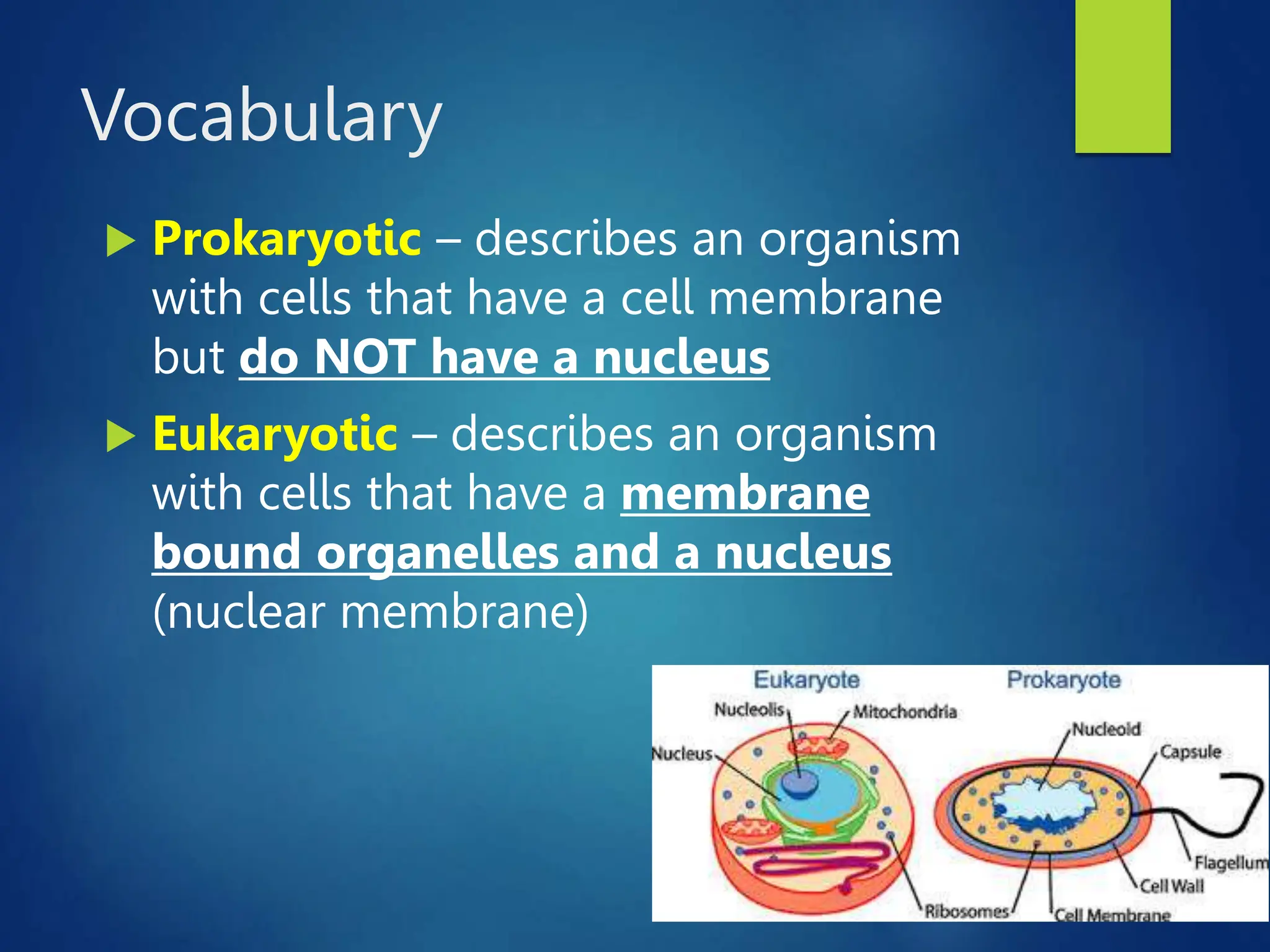 Vocabulary
 Prokaryotic – describes an organism
with cells that have a cell membrane
but do NOT have a nucleus
 Eukaryotic – describes an organism
with cells that have a membrane
bound organelles and a nucleus
(nuclear membrane)
 