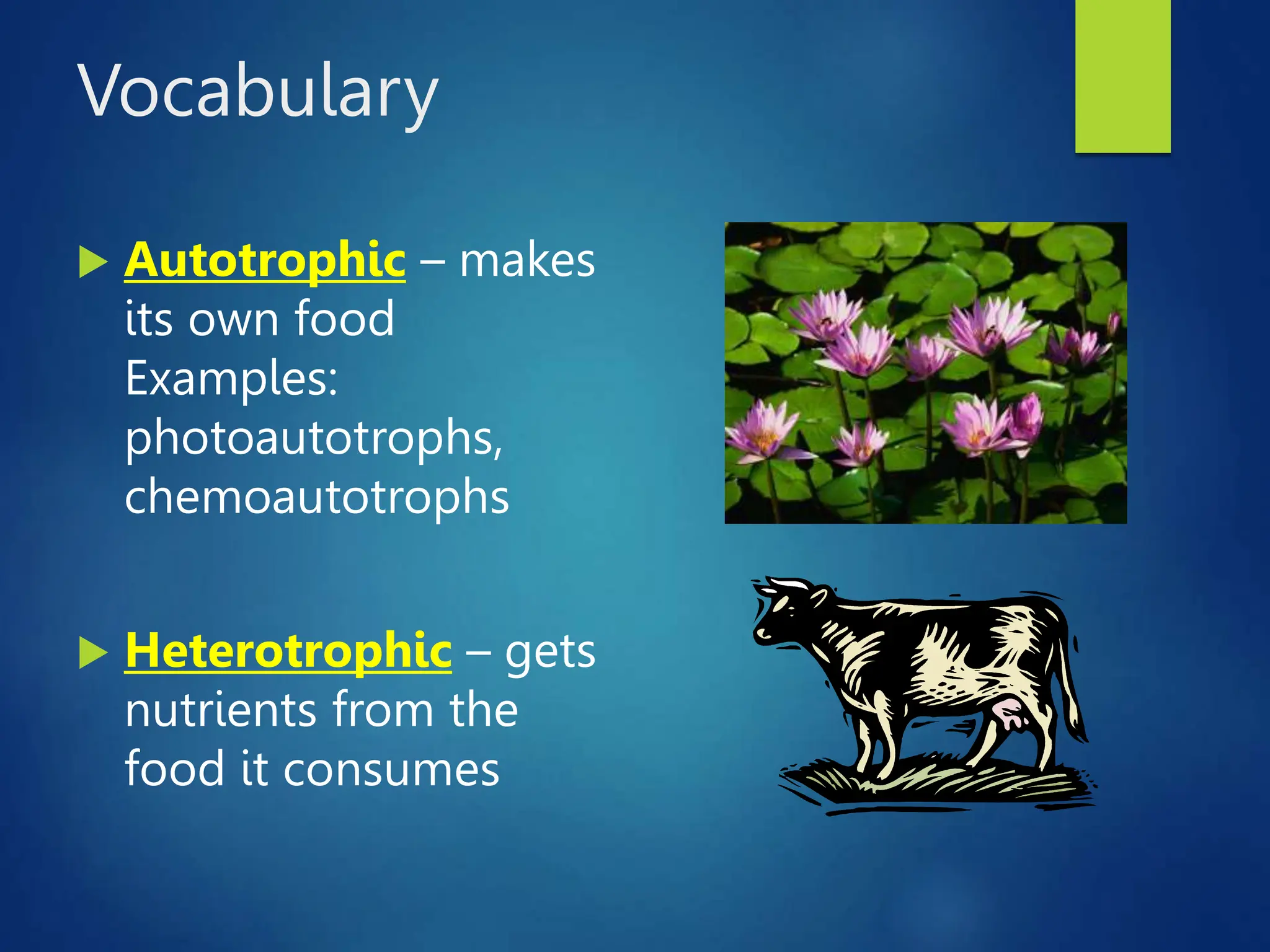 Vocabulary
 Autotrophic – makes
its own food
Examples:
photoautotrophs,
chemoautotrophs
 Heterotrophic – gets
nutrients from the
food it consumes
 