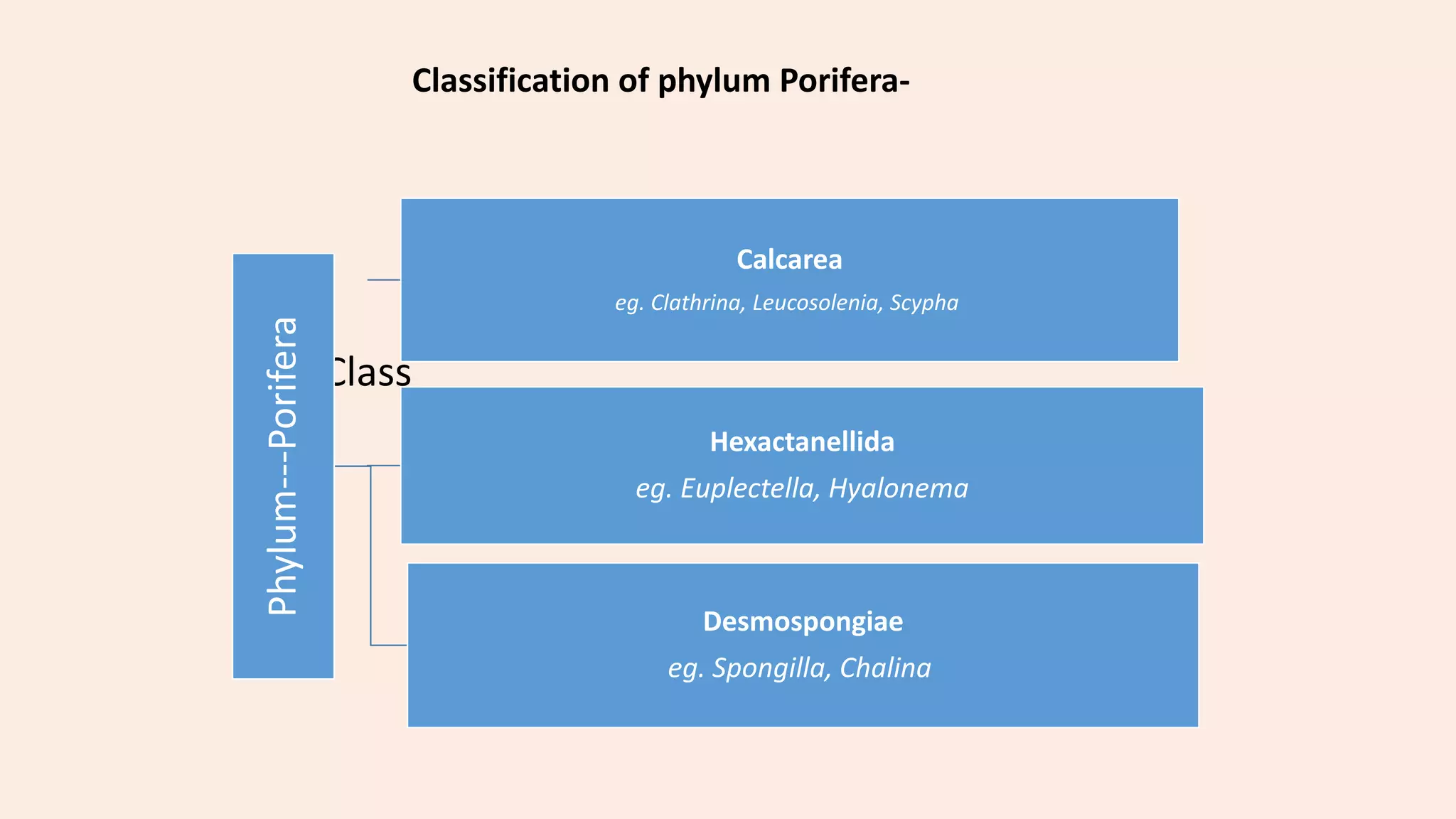 Classification of porifera