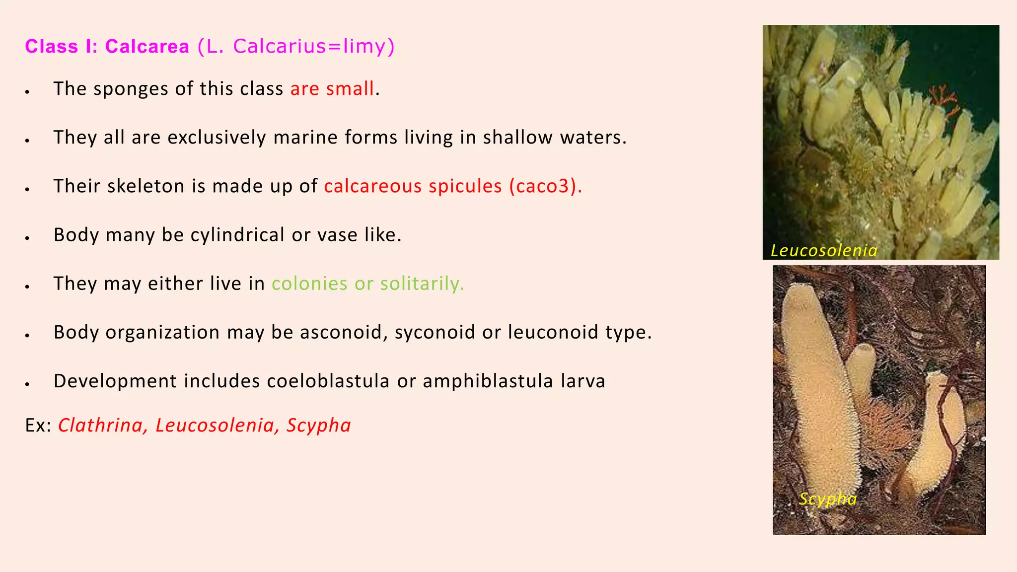Classification of porifera