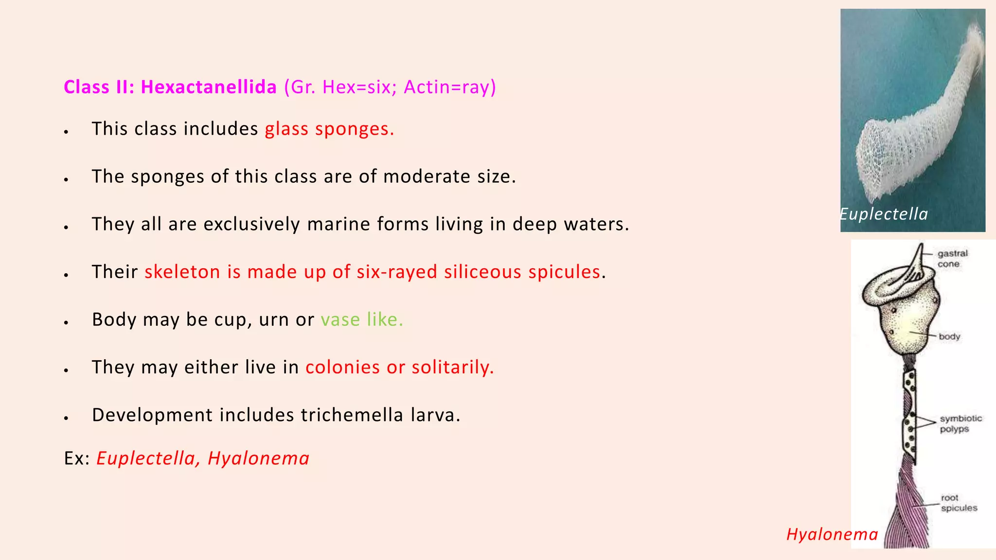 Classification of porifera