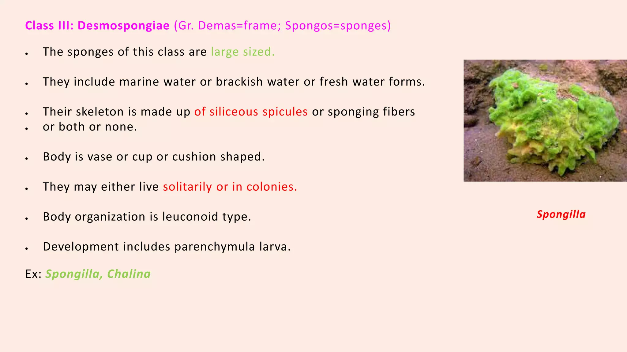 Classification of porifera