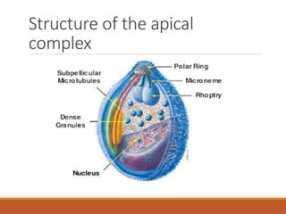 Class Sporozoa, Order Coccidia for medical students | PPTX