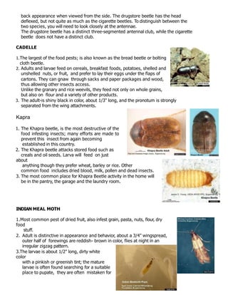 back appearance when viewed from the side. The drugstore beetle has the head
deﬂexed, but not quite as much as the cigarette beetles. To distinguish between the
two species, you will need to look closely at the antennae.
The drugstore beetle has a distinct three-segmented antennal club, while the cigarette
beetle does not have a distinct club.
CADELLE
1.The largest of the food pests; is also known as the bread beetle or bolting
cloth beetle.
2. Adults and larvae feed on cereals, breakfast foods, potatoes, shelled and
unshelled nuts, or fruit, and prefer to lay their eggs under the ﬂaps of
cartons. They can gnaw through sacks and paper packages and wood,
thus allowing other insects access.
Unlike the granary and rice weevils, they feed not only on whole grains,
but also on ﬂour and a variety of other products.
3. The adult-is shiny black in color, about 1/3" long, and the pronotum is strongly
separated from the wing attachments.
Kapra
1. The Khapra beetle, is the most destructive of the
food infesting insects; many efforts are made to
prevent this insect from again becoming
established in this country.
2. The Khapra beetle attacks stored food such as
creals and oil seeds. Larva will feed on just
about
anything though they prefer wheat, barley or rice. Other
common food includes dried blood, milk, pollen and dead insects.
3. The most common place for Khapra Beetle activity in the home will
be in the pantry, the garage and the laundry room.
INDIAN MEAL MOTH
1.Most common pest of dried fruit, also infest grain, pasta, nuts, ﬂour, dry
food
stuff.
2. Adult is distinctive in appearance and behavior, about a 3/4" wingspread,
outer half of forewings are reddish- brown in color, ﬂies at night in an
irregular zigzag pattern.
3.The larvae is about 1/2" long, dirty white
color
with a pinkish or greenish tint; the mature
larvae is often found searching for a suitable
place to pupate, they are often mistaken for
 