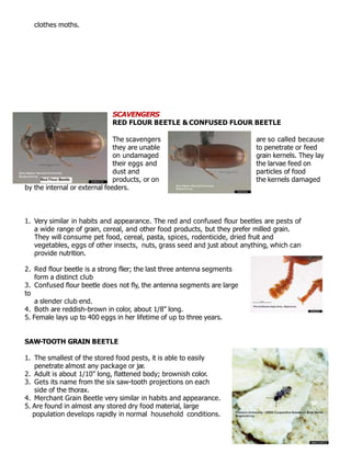 clothes moths.
SCAVENGERS
RED FLOUR BEETLE & CONFUSED FLOUR BEETLE
The scavengers
they are unable
on undamaged
their eggs and
dust and
products, or on
by the internal or external feeders.
are so called because
to penetrate or feed
grain kernels. They lay
the larvae feed on
particles of food
the kernels damaged
1. Very similar in habits and appearance. The red and confused ﬂour beetles are pests of
a wide range of grain, cereal, and other food products, but they prefer milled grain.
They will consume pet food, cereal, pasta, spices, rodenticide, dried fruit and
vegetables, eggs of other insects, nuts, grass seed and just about anything, which can
provide nutrition.
2. Red ﬂour beetle is a strong ﬂier; the last three antenna segments
form a distinct club
3. Confused ﬂour beetle does not ﬂy, the antenna segments are large
to
a slender club end.
4. Both are reddish-brown in color, about 1/8" long.
5. Female lays up to 400 eggs in her lifetime of up to three years.
SAW-TOOTH GRAIN BEETLE
1. The smallest of the stored food pests, it is able to easily
penetrate almost any package or jar.
2. Adult is about 1/10" long, ﬂattened body; brownish color.
3. Gets its name from the six saw-tooth projections on each
side of the thorax.
4. Merchant Grain Beetle very similar in habits and appearance.
5. Are found in almost any stored dry food material, large
population develops rapidly in normal household conditions.
 