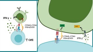 Class Switching.pptx